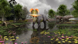 An artist's illustration of Lokiceratops walking in an ancient swamp.