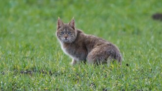 Chinese mountain cat