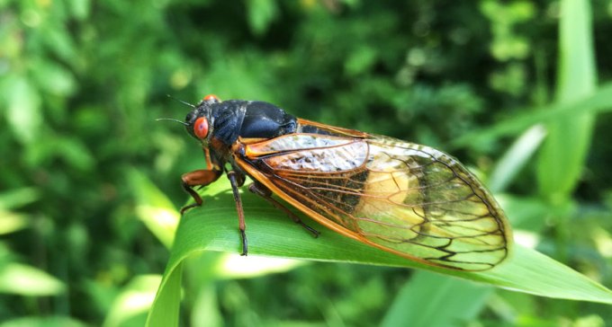 Massospora cicadina