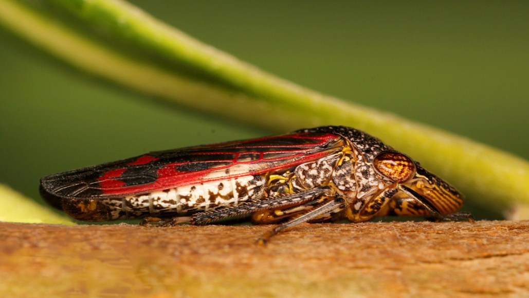 a red and black sharpshooter insect sits on a plant