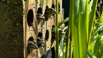 Green and gold bell frogs sit in holes in bricks in the sun.