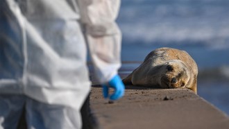 a sea lion facing the camera lies on a concrete wall. A person wearing a white jumpsuit and blue gloves is walking toward it