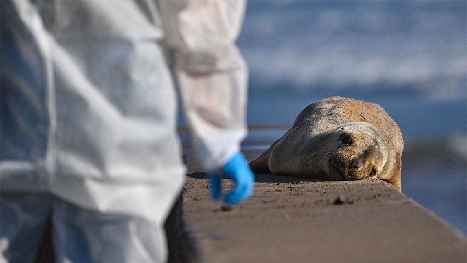 a sea lion facing the camera lies on a concrete wall. A person wearing a white jumpsuit and blue gloves is walking toward it