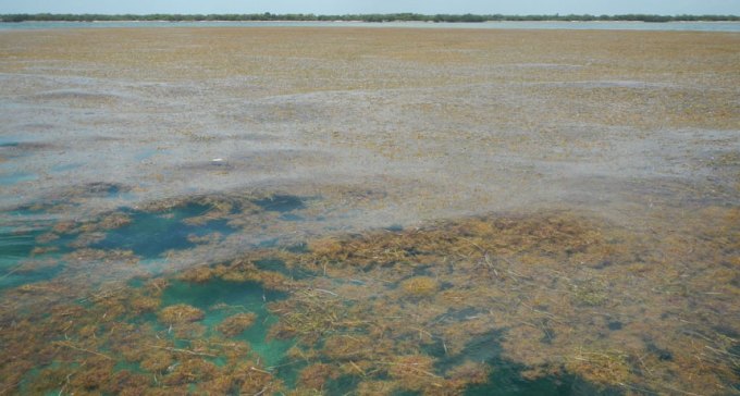 Sargassum seaweed