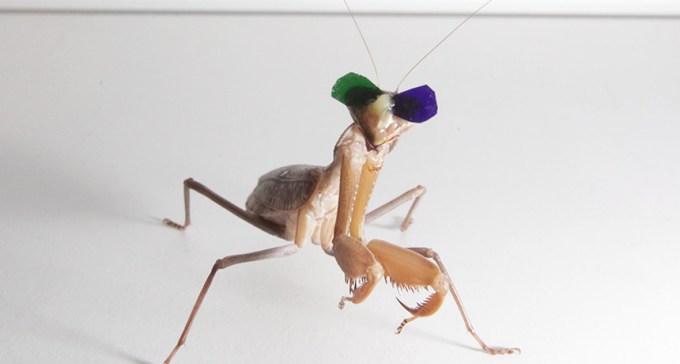 praying mantis