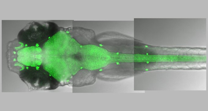 fish brain activity