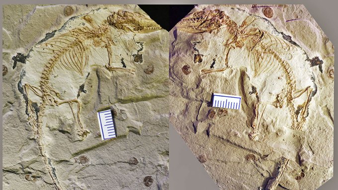 Microdocodon gracilis fossil