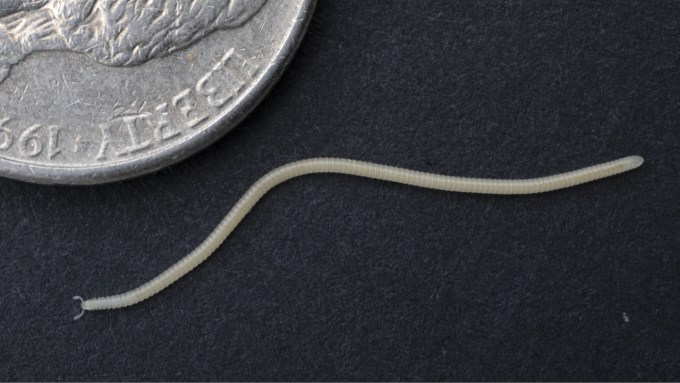 A close up photo of a newfound millipede on a dark background with part of a silver coin in the top left corner.