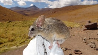 yellow-rumped leaf-eared mouse