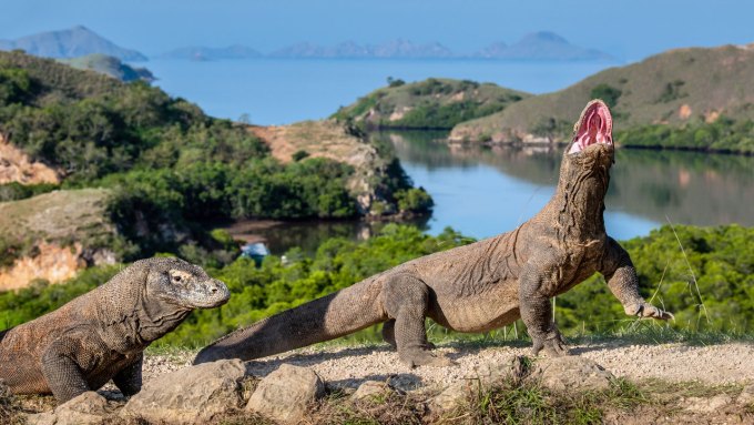 Two komodo dragons walk to the right along a gravel path, with water and trees in the background. One komodo dragon has its head raised and mouth open.