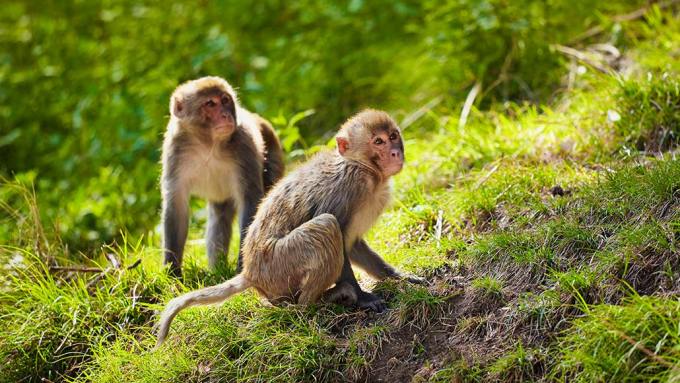 rhesus monkeys