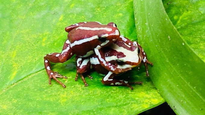 One frog on top of another frog on a leaf