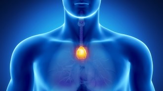 An illustration showing the thymus as an orange ball at the base of a blue person's throat with a blue background.