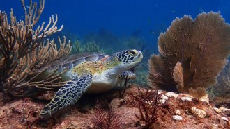 A sea turtle swims past clumps of elkhorn coral that have been bleached to a bright white color by environmental stress.