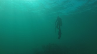 A photo of a diver swimming in a murky green body of water.