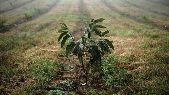 A photo of a young American chestnut tree growing in a large field.