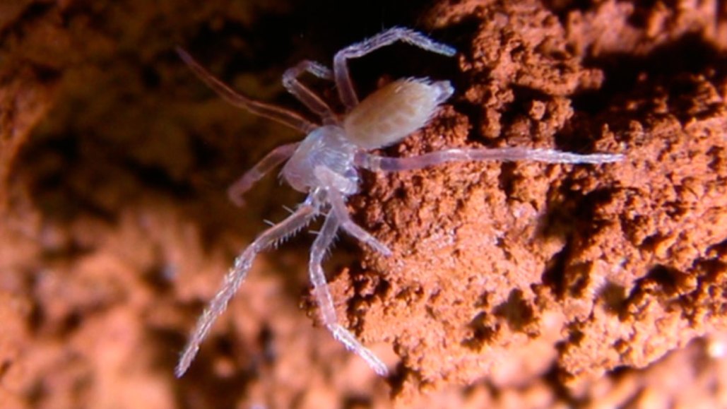 A pale spider rests on rust-tinged soil.