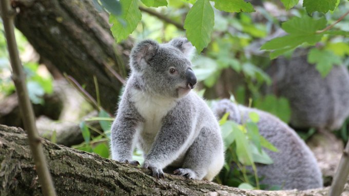 koala