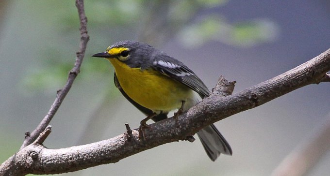 Adelaide’s warbler