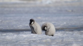 Two emperor penguin chicks stand on the ice. One has buried his head in his soft fur, while the other appears to be nodding off.