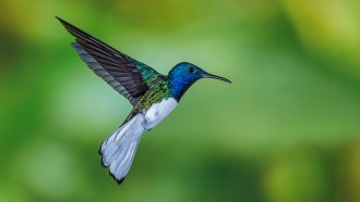 a white-necked jacobin hummingbird