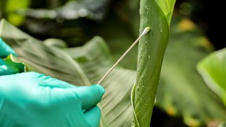 A gloved hand swaps a green leaf.