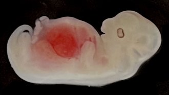 An image of a pig embryo seen from the side with a large patch of red visible in its stomach.