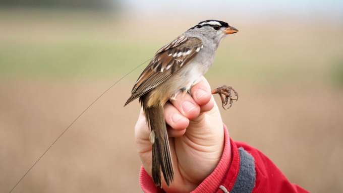 white-crowned sparrow