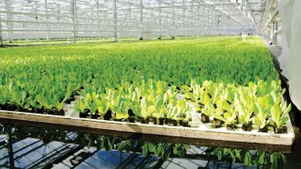 plants in boxes in a large greenhouse