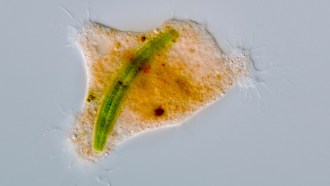 A microscope image of an orange Strigomyxa ruptor amoeba with a green algae cell inside of it.