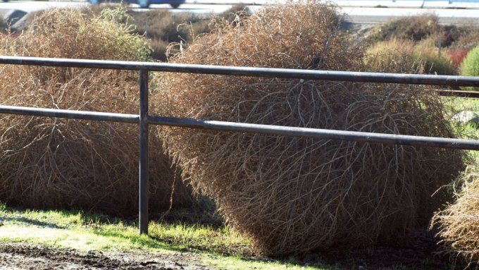 tumbleweeds