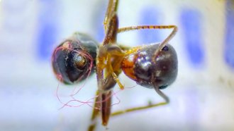 A photo of an ant tangled in a thin, red fiber.