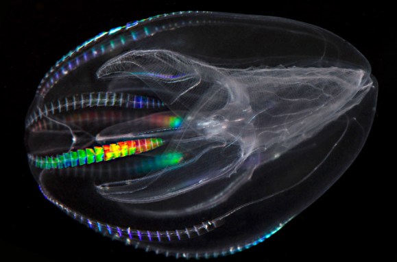 Comb jellies