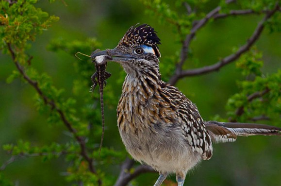 Roadrunner