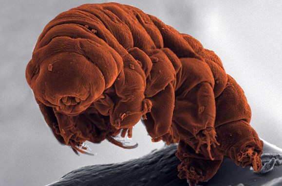 Tardigrade