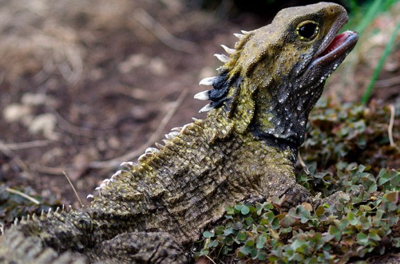 Tuatara