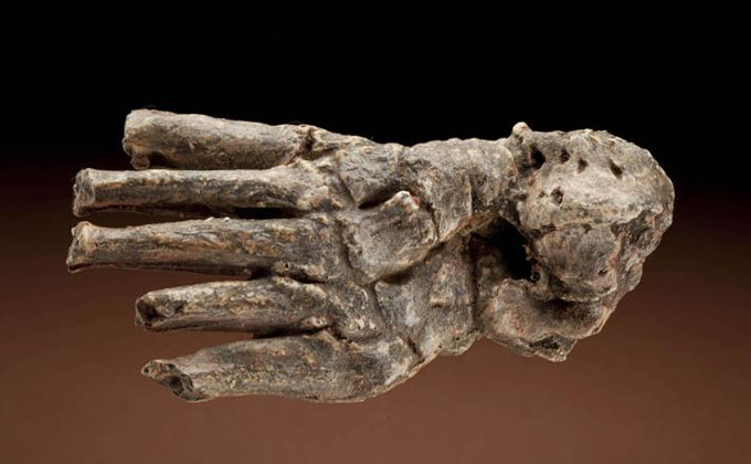 homo habilis foot