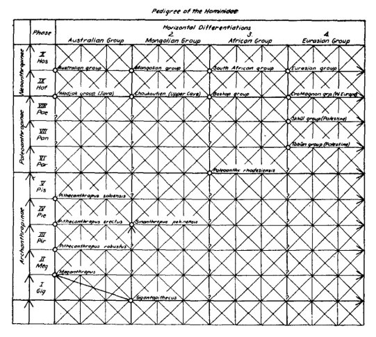 Weidenreich trellis diagram historic