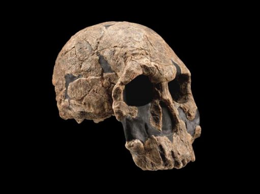 homo rudolfensis skull