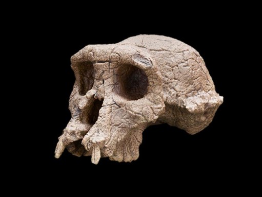 Sahelanthropus tchadensis skull