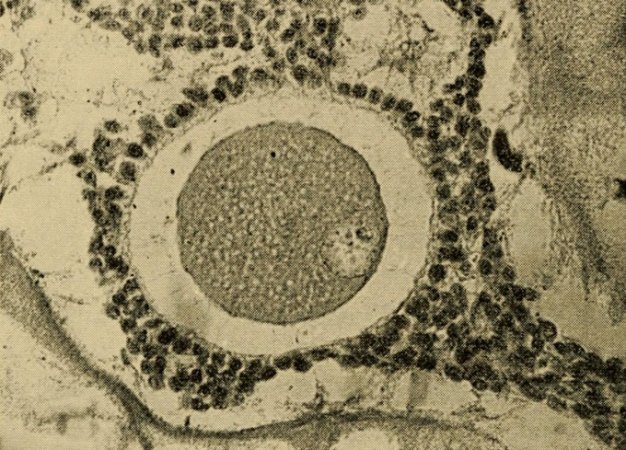 microscope image of a rabbit ovum