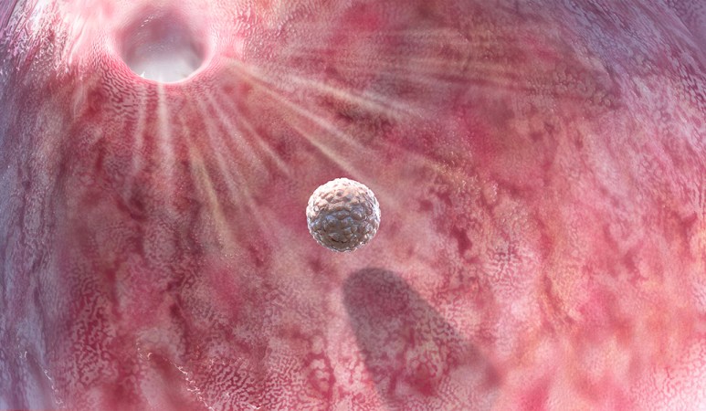 a ball of cells, the blastocyst, travels toward an opening in the upper left