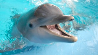 A bottlenosed dolphin, with it's head popping out of the water of a pool, has its mouth open.