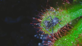 A dead ant lies on its back on the tip of a carnivorous sundew plant's q-tip shaped leaf