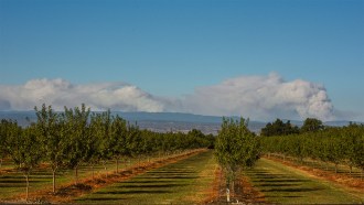 Rows of almond orchards grow in an orchard. In the distance, smoke clouds billow into a blue sky.