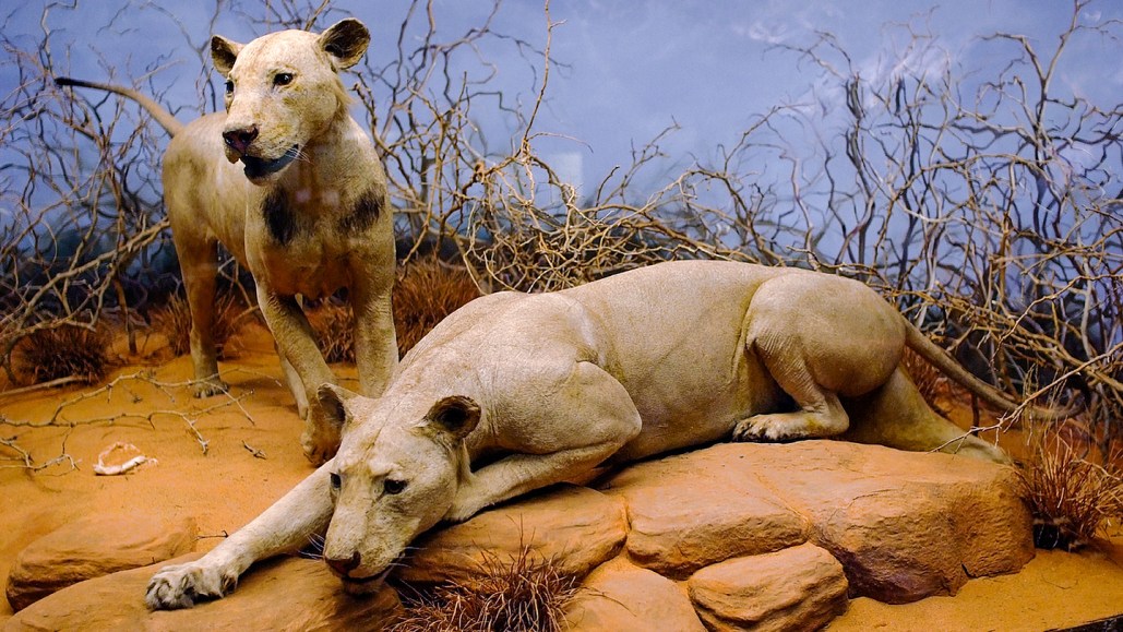 A museum diorama of two notorious 19th century lions. One is crouched in the foreground in what looks like a hunting pose while the second looks like it is running up to the scene.