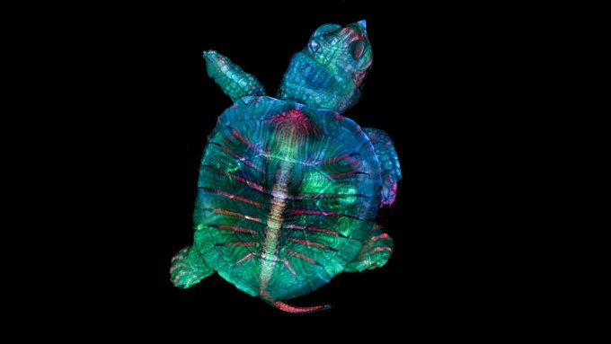 turtle embryo