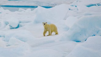 A polar bear walks across the snow