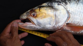 This image shows the head of the newly rediscovered giant salmon carp with its distinctive hooked jaw. A pair of hands hold a measuring tape, measuring the size of the fish's head.