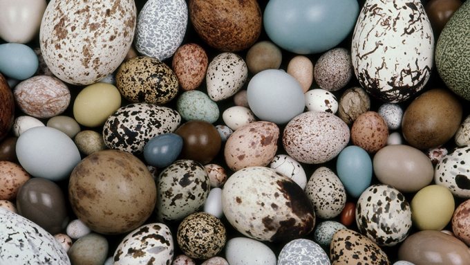 bird eggs